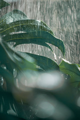 water drops on a leaf
rain drops on a leaf
propical leaf 
green leaf under the rain 
tropical rain
