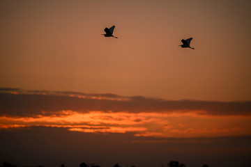 Fototapeta na wymiar Two Great egrets in flight above the sunrise at Ten Thousand Islands National Wildlife Refug near Naples, Florida