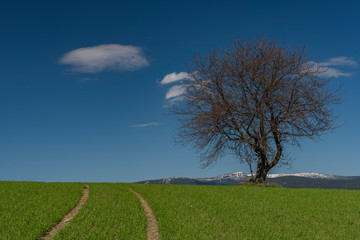 Fototapeta na wymiar Cherry tree alone in green fresh spring field with light blue sky