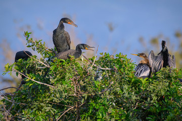 Double-crested cormorant couple on nest at Venice Rookery have a discussion about territorial rights with a female Anhinga on her nest, Venice, Florida