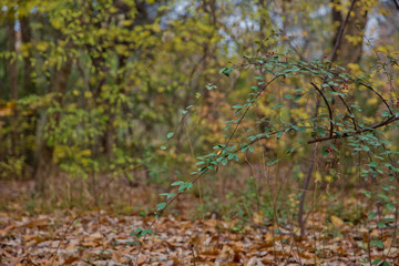 Background of colorful autumn leaves on forest floor . Abstract autumn leaves in autumn suitable as background . Autumn leaves on a meadow . Yellow leaves on the floor .