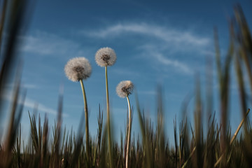 Buttercup flowers growing in a green field during springtime.