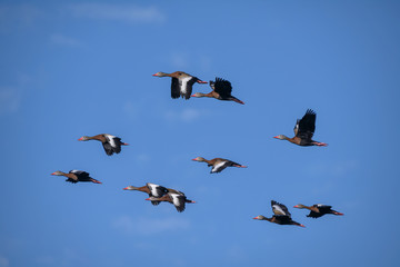 A flock of Black-bellied whistling ducks in flight above Venice Rookery, Venice, Florida