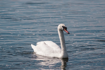 Naklejka na ściany i meble lonely white Swan, wild bird, Swan lake