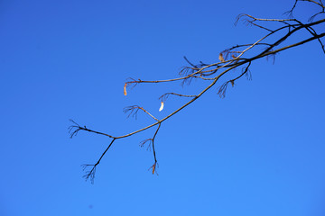 tree branches against blue sky