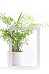 Indoor plant palm tree in white pot on white background in frame