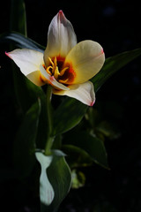 bright tulip on a dark background in the spring in the garden