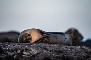 Galapagos sea lions on the lava
