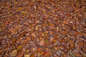 Background of colorful autumn leaves on forest floor . Abstract autumn leaves in autumn suitable as background . Autumn leaves on a meadow . Yellow leaves on the floor .