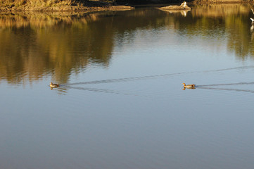 Egyptian Geese gliding along water in v-shape, Kruger National Park, South Africa