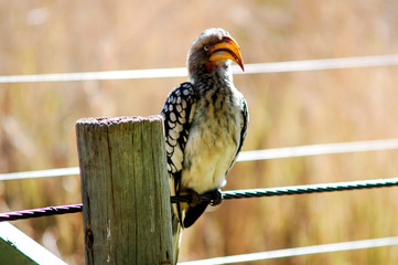 Southern yellow-billed hornbill, Kruger National Park, South Africa