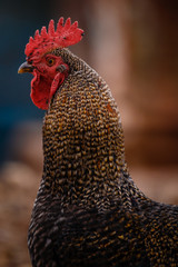 Gallo marron y rojo de perfil