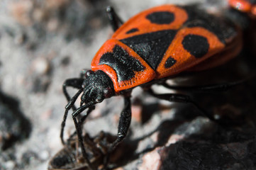Beetle soldier or firebug in macro with blurred background. Eyes, head in focus and body in red and black colors with dots. Photo of macro world.