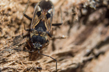 Brown elm bug in macro