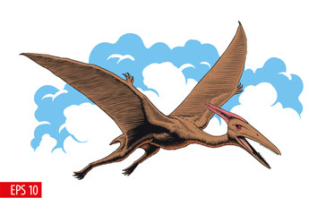 Pterodactyl or pteranodon. Flying prehistoric reptile vector illustration. © ledokol.ua