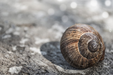 Dirty seashell close-up on a stone