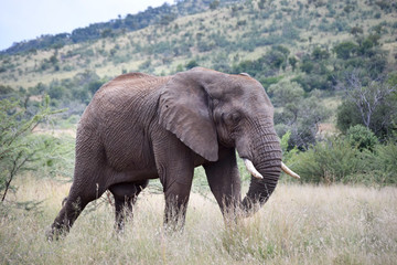 Naklejka na ściany i meble Bull African elephant walking through grassland, Pilanesberg National Park, South Africa