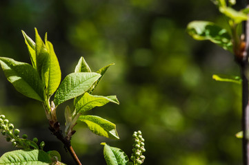 First fresh green leaves of tree