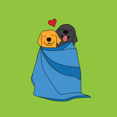 Retriever dogs couple in a blanket - 343587133