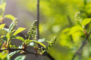 First fresh green leaves of tree
