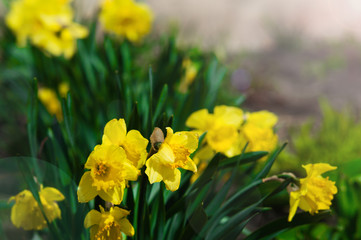 Flower of yellow daffodils on blurred background