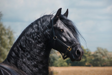 Beautiful friesian stallion