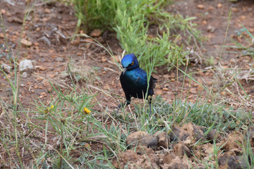 Fototapeta premium Cape Glossy Starling on ground, Pilanesberg National Park, South Africa