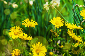 Flower of yellow doronicum on blurred background