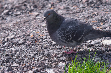 Fluffy dove closeup on the ground