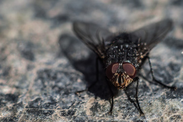 Fly in macro with big red eyes