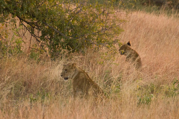 Fototapeta na wymiar Female lions sitting in the high grass at dusk