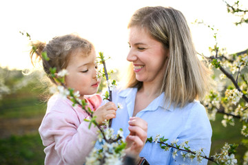 Mother with small daughter standing outdoors in orchard in spring, smelling flowers.