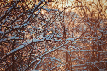 
flowers macro sky sunset dogs husky and dachshund sea beach sun lake city field