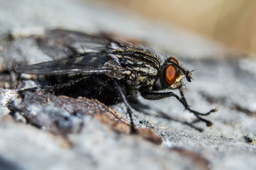 Fly in macro with big red eyes
