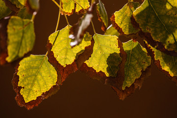 Hojas amarillas al sol del otoño