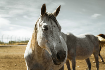 Naklejka premium Caballo gris y blanco con larga melena en un cálido fondo. Naranja y turquesa en el fondo.