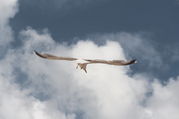 Obraz premium Gaviota volando bajo un cielo azul con nubes. Alas abiertas.