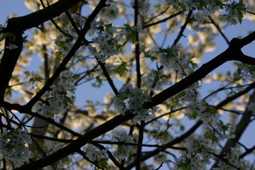 Kirschbaum