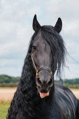Fototapeta premium Beautiful friesian stallion