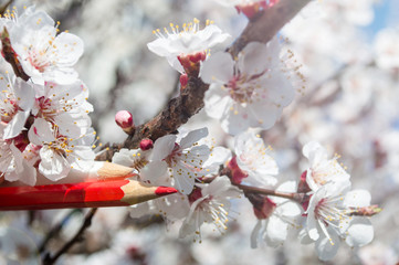Red and white pencils in apricot flowers
