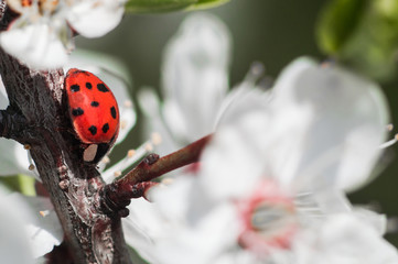 Red ladybug in macro on a branch of tree