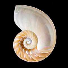 spiral nautilus shell