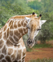 Griaffe lowering head and blinking eyes, Pilanesberg National Park, South Africa