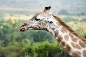 Naklejka premium Side profile of giraffe, Pilanesberg National Park, South Africa