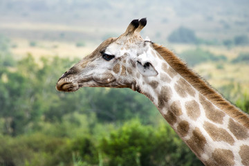Side profile of giraffe, Pilanesberg National Park, South Africa