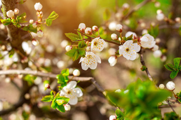 Fresh bright white flowers of blossoming asian cherry in the garden in spring close up.