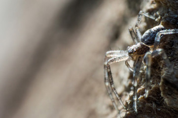Small gray spider in macro