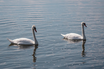two white swans in a pond, Swan lake