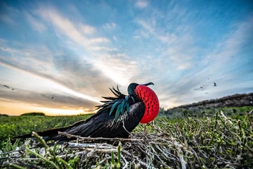 Foto op Canvas Frigate bird © Dennis