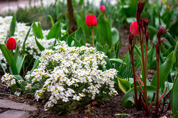 Bright colorful Tulips and Arabis caucasica flowers flowerbed with green leaves blossoms in the...